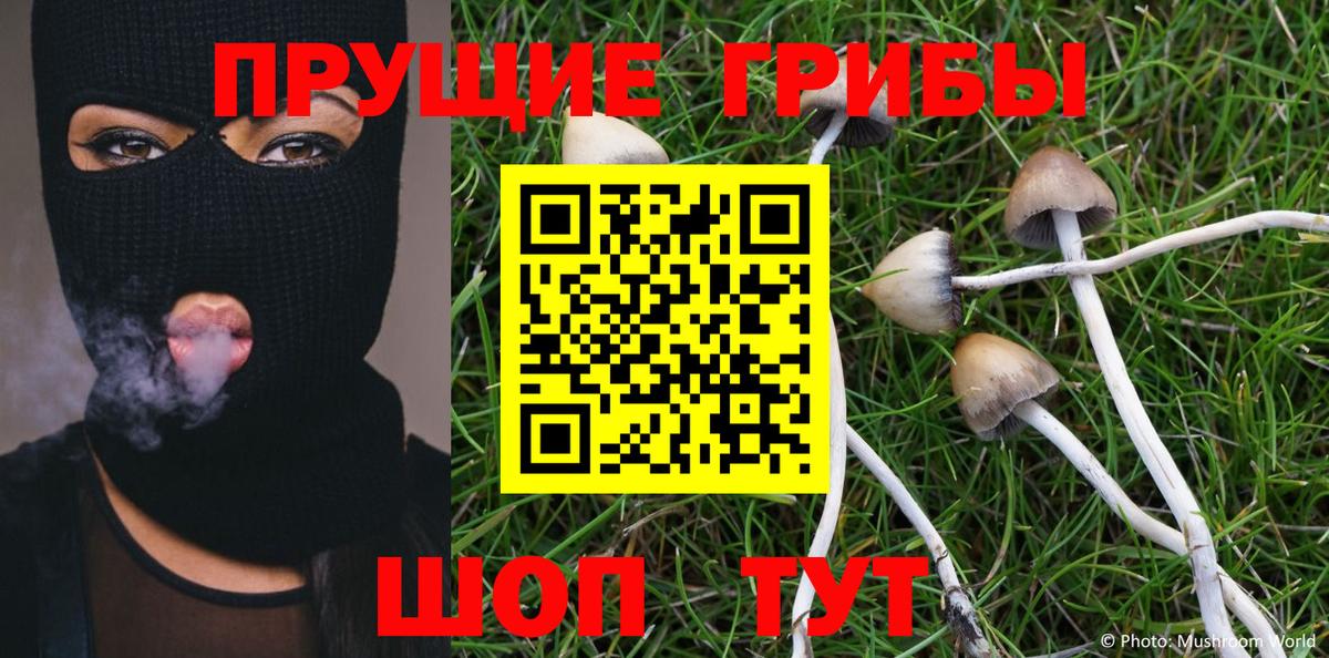 Абакан  Псилоцибиновые грибы Psilocybe  Вход с VPN 